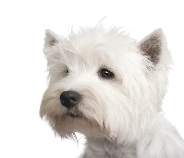 West Highland White Terrier (3 anni ) — Foto Stock