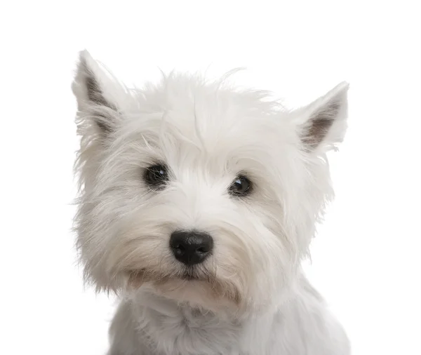 West Highland White Terrier (3 anos ) — Fotografia de Stock