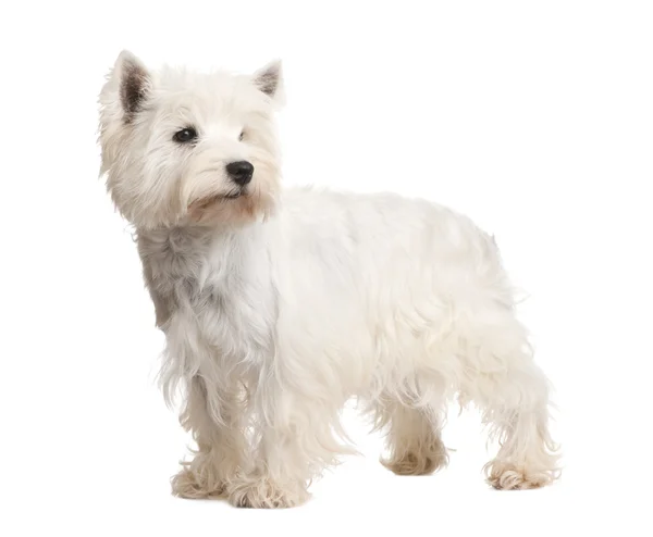 West Highland White Terrier (3 Jahre)) — Stockfoto