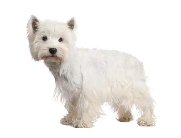 West Highland White Terrier (3 years) — Stock Photo, Image