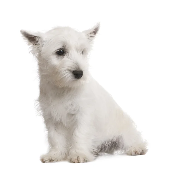 West Highland White Terrier (3 meses ) — Fotografia de Stock
