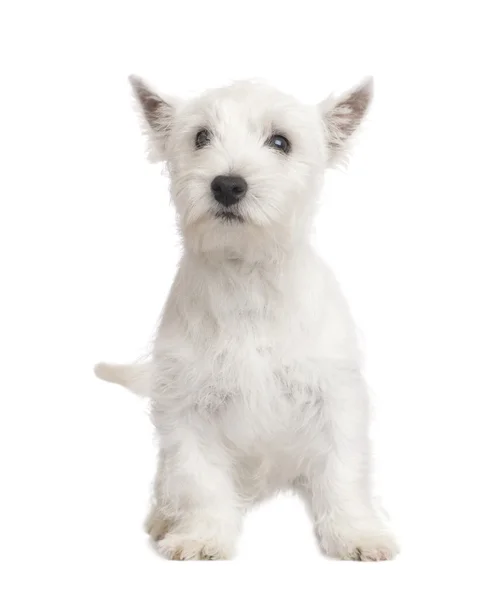 Δυτικά Highland λευκού σκύλου (3 μήνες) — Φωτογραφία Αρχείου