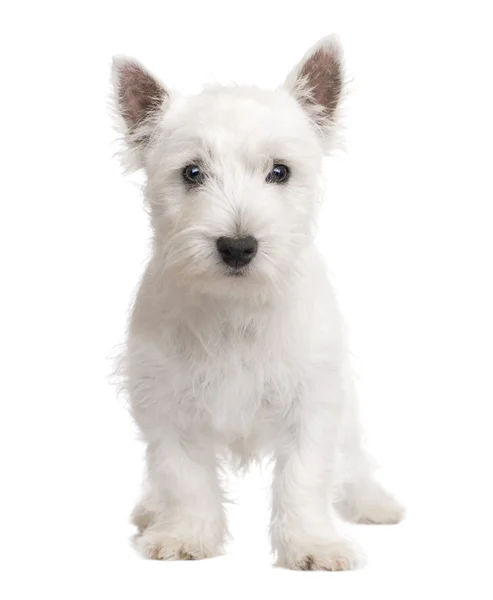 West Highland White Terrier (3 luni ) — Fotografie, imagine de stoc