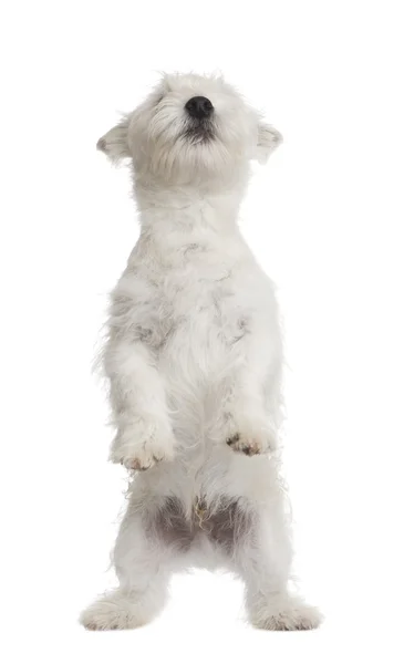 West Highland White Terrier (3 months) — Stock Photo, Image