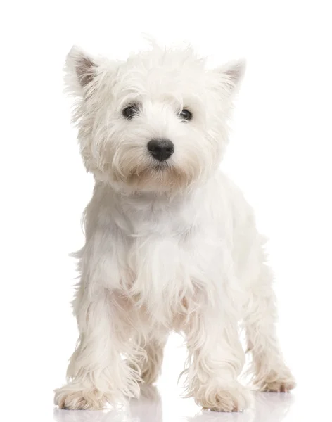 Δυτικά Highland λευκού σκύλου (8 μήνες) — Φωτογραφία Αρχείου