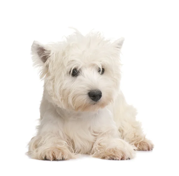 West Highland White Terrier (8 månader) — Stockfoto