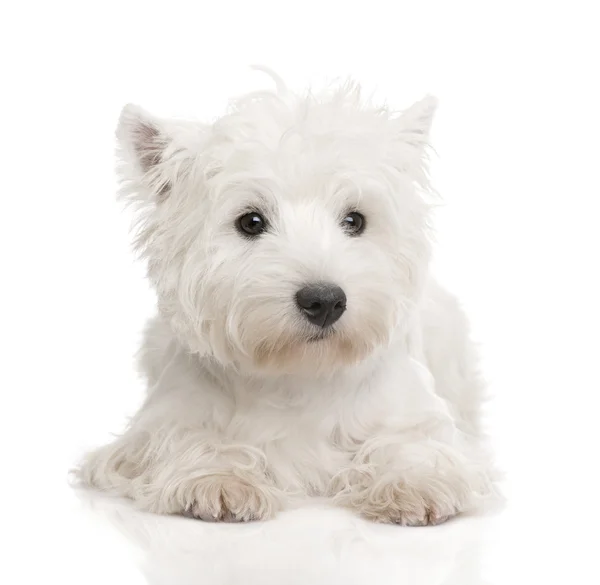 Δυτικά Highland λευκού σκύλου (8 μήνες) — Φωτογραφία Αρχείου