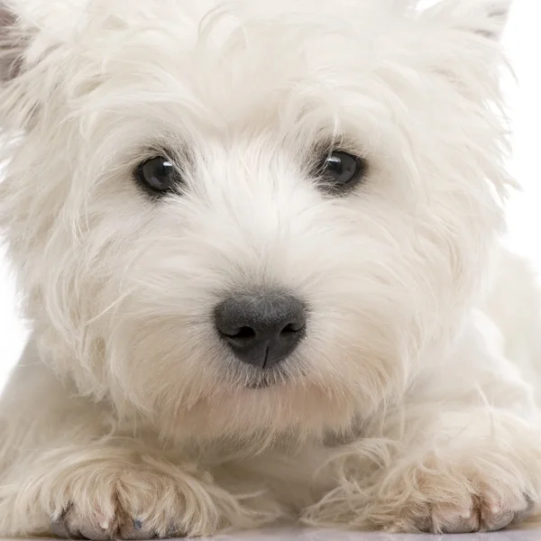 West Highland White Terrier (8 miesięcy) — Zdjęcie stockowe