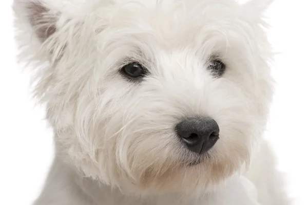 West Highland White Terrier (8 hónap) — Stock Fotó