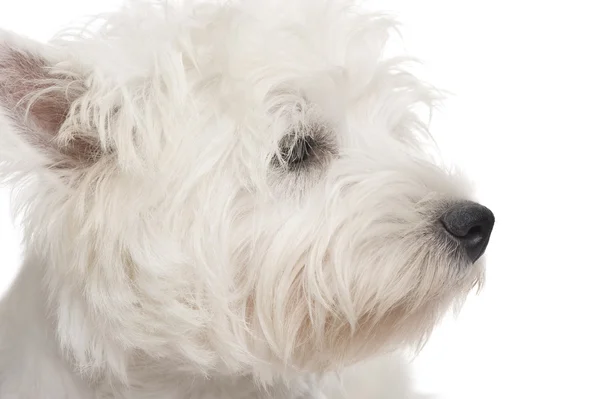 West Highland White Terrier (8 meses) ) —  Fotos de Stock