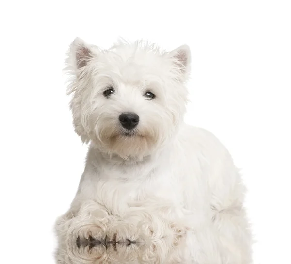 West Highland White Terrier (8 Monate)) — Stockfoto