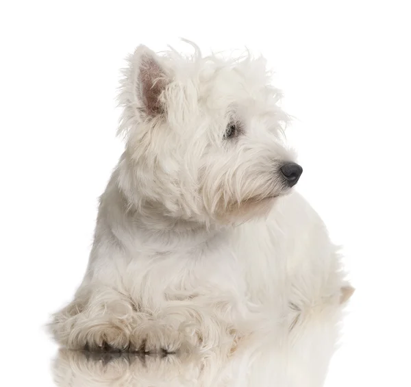 West Highland White Terrier (8 meses ) — Fotografia de Stock