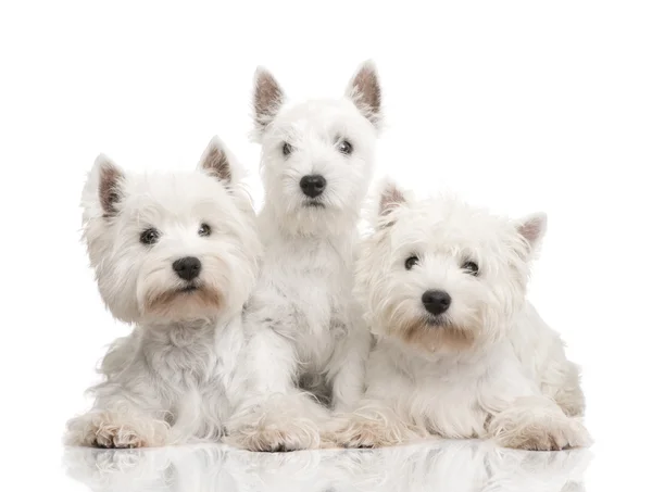 West Highland White Terrier in a row — Stock Photo, Image