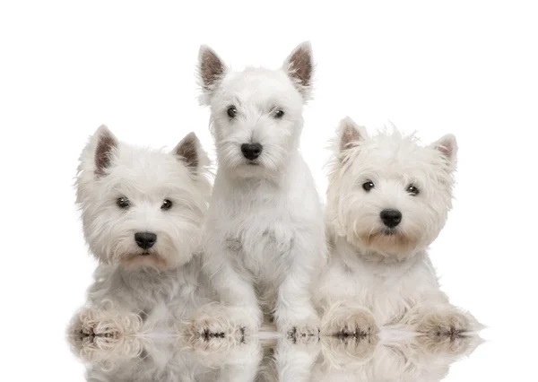 Δυτικό Highland White Terrier — Φωτογραφία Αρχείου