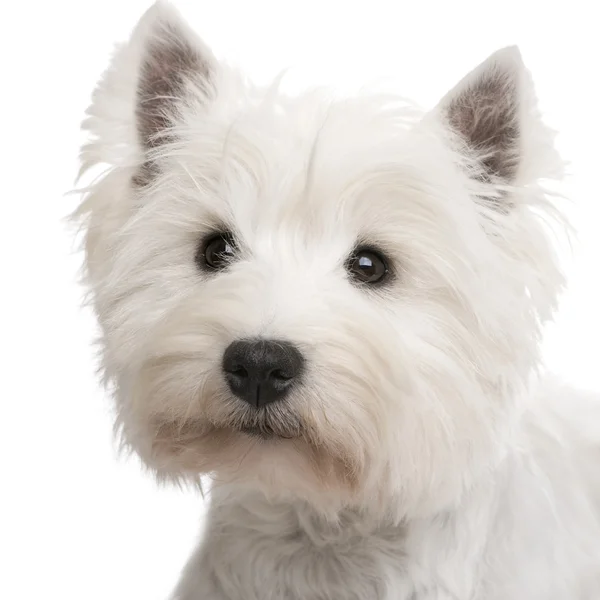 West Highland White Terrier — Stockfoto