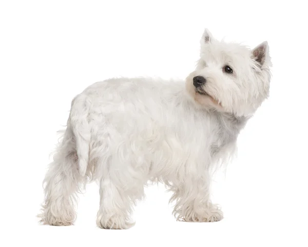 West Highland White Terrier — Stock Photo, Image