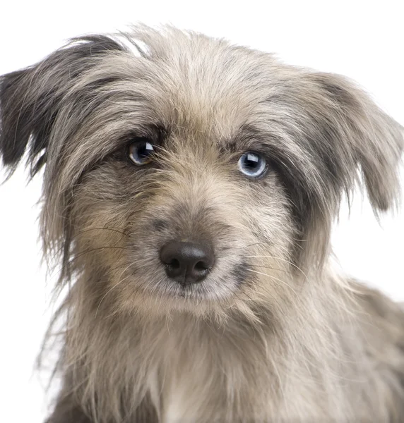 Stock image Pyrenean Shepherd (18 weeks)