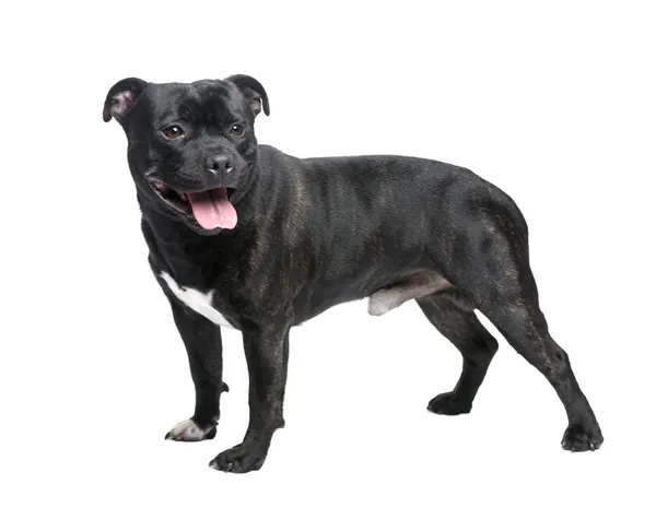 Staffordshire Bull Terrier in front of a white background — Stock Photo, Image