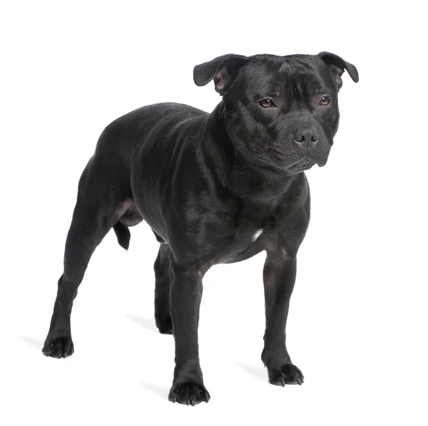 Staffordshire Bull Terrier in front of a white background — Stock Photo, Image