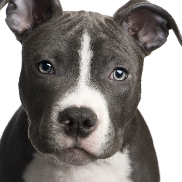 American Staffordshire terrier in front of white background — Stock Photo, Image