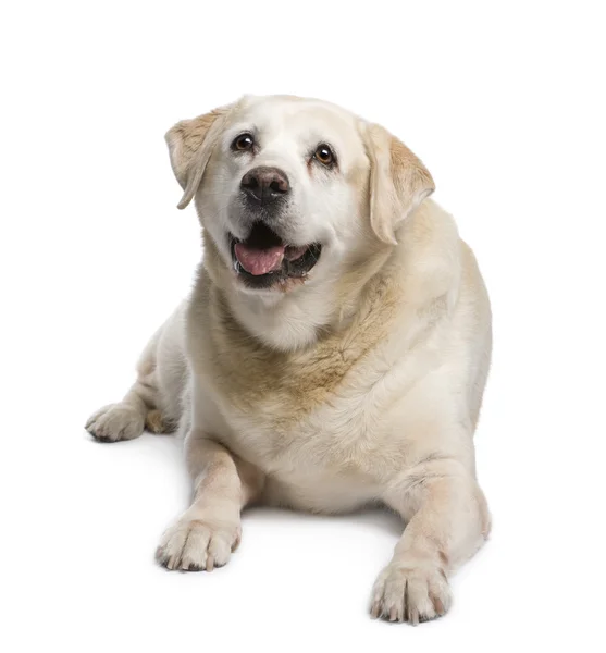 Stary Labrador (12 lat) — Zdjęcie stockowe