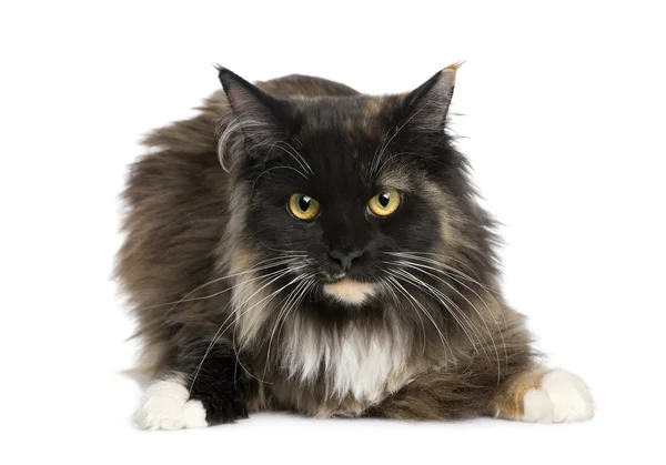 Maine Coon (11 months) — Stock Photo, Image