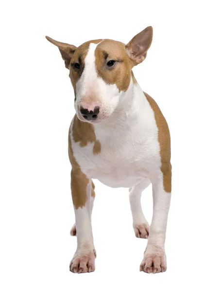 Bull Terrier frente a un fondo blanco —  Fotos de Stock