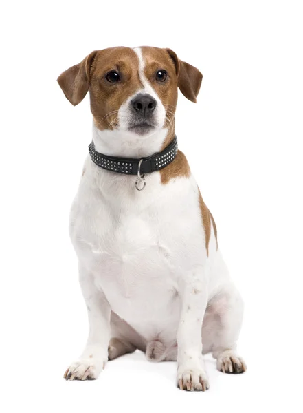 Jack russell (3 years) — Stock Photo, Image