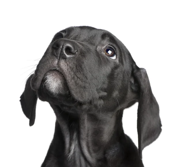 Puppy Great Dane (2 months) — Stock Photo, Image