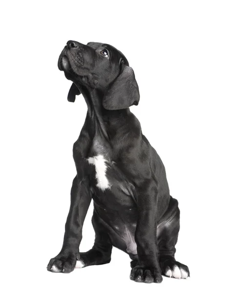 Cachorro Gran Danés (2 meses ) — Foto de Stock