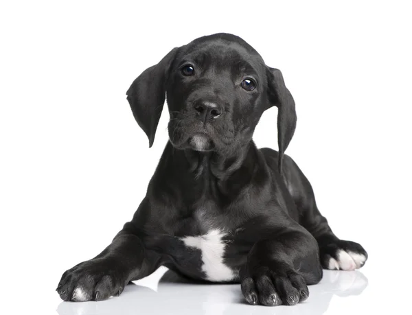 Filhote de cachorro Great Dane (2 meses ) — Fotografia de Stock