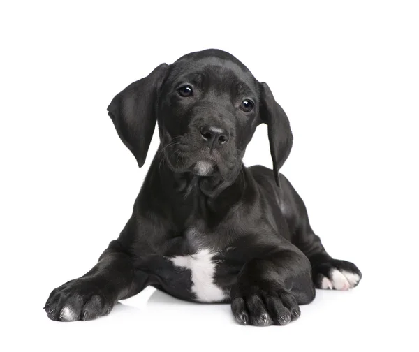 Cachorro Gran Danés (2 meses ) —  Fotos de Stock