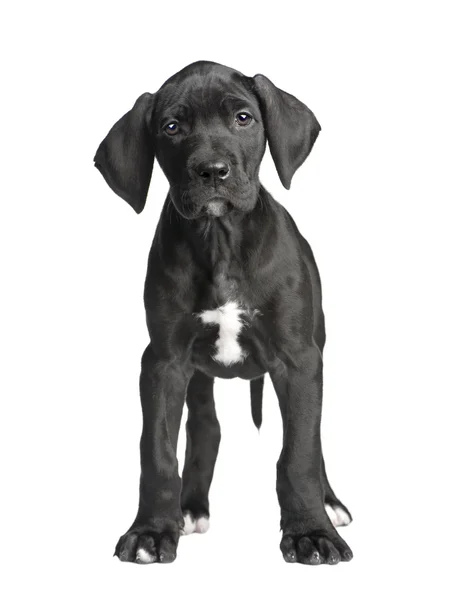 Puppy Great Dane (2 months) — Stock Photo, Image