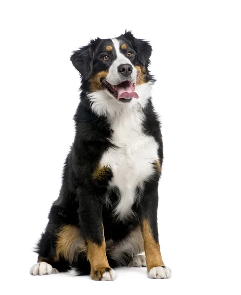 Bernese hegy kutya (15 hónap) — Stock Fotó