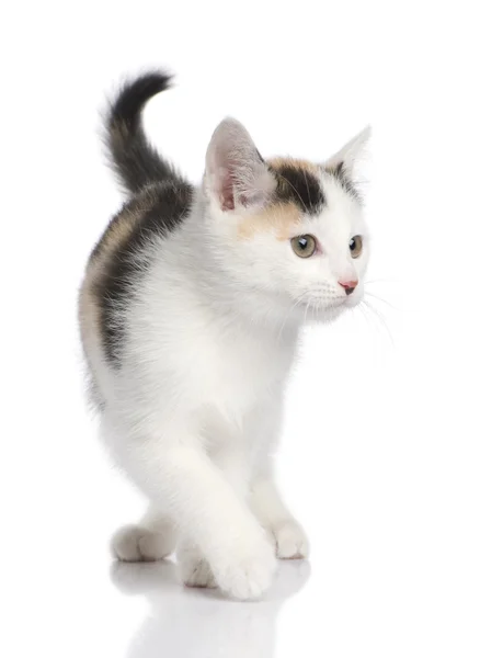 Gatito europeo taquigrafía gato (2 meses ) —  Fotos de Stock