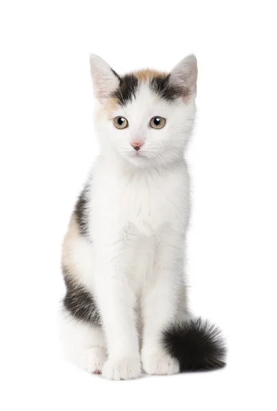 Yavru kedi Avrupa stenografi kedi (2 ay) — Stok fotoğraf