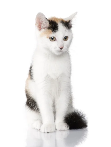Kattunge Europeiska Stenografien katt (2 månader) — Stockfoto