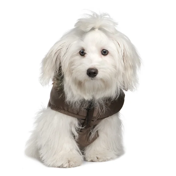 Maltese dog — Stock Photo, Image