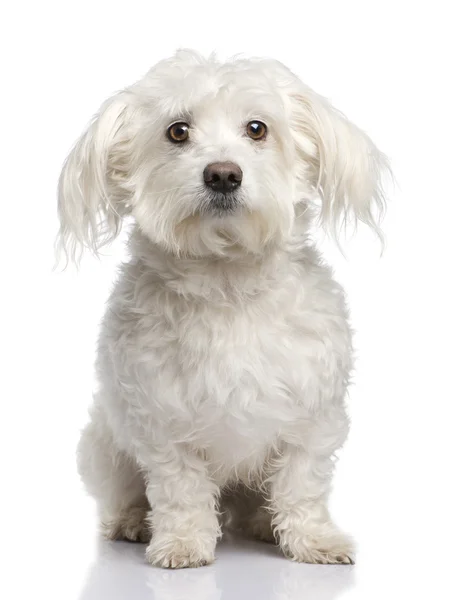 Cão maltês (5 anos ) — Fotografia de Stock