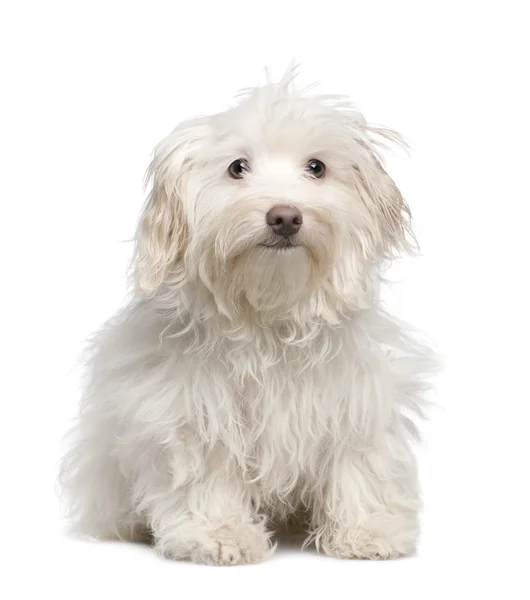 Cucciolo cane maltese (5 mesi ) — Foto Stock