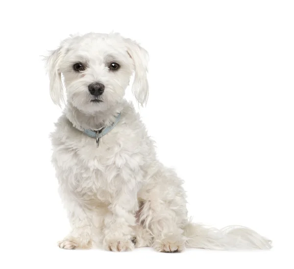 Maltese hond (18 maanden) — Stockfoto