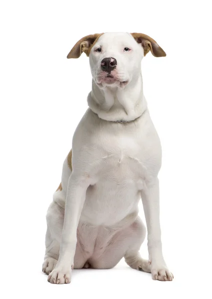 Mixed-Breed Dog between — Stock Photo, Image