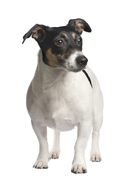 Jack russell (3 anni ) — Foto Stock