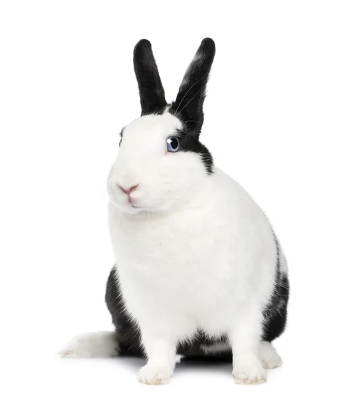 Tavşan (11 ay) — Stok fotoğraf