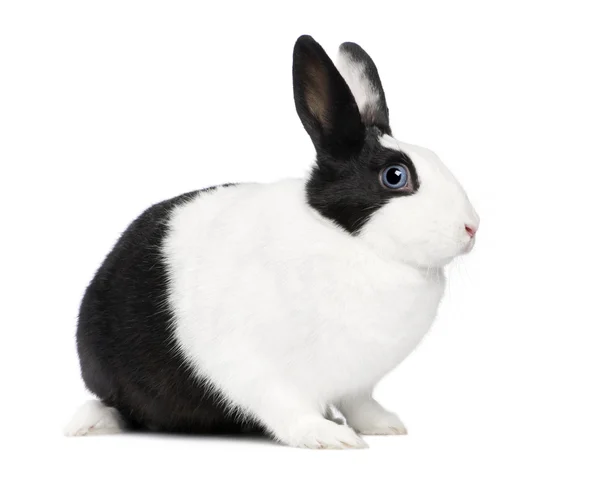 Kaninchen (11 Monate)) — Stockfoto