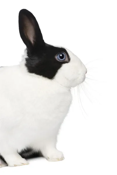 กระต่าย (11 เดือน ) — ภาพถ่ายสต็อก