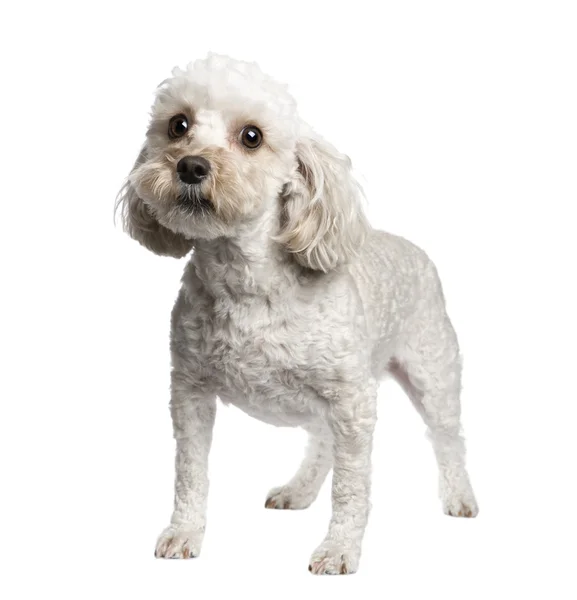 Gemengd-ras hond tussen (4 jaar) — Stockfoto