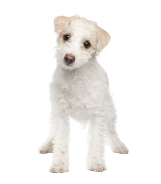 Cane di razza mista cucciolo tra cane maltese e un jack russel (5 m — Foto Stock