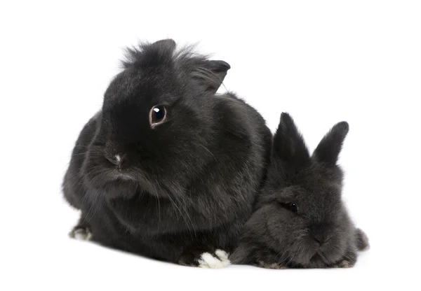 Moeder konijn en zijn kind — Stockfoto