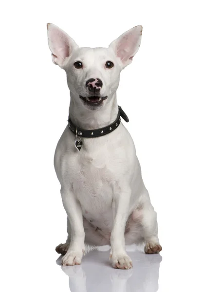 Jack Russell Terrier, stojący przed białym tłem — Zdjęcie stockowe